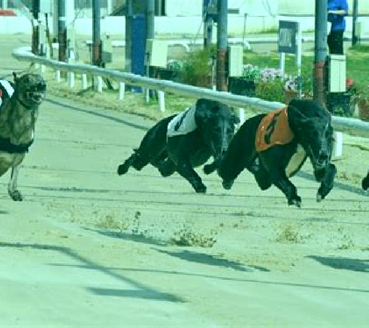 Greyhound Racing (Urgent Games) slot