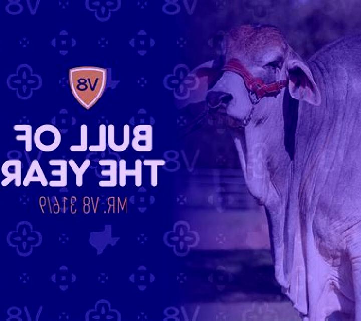 Hundreds person of Bull V8 online slot