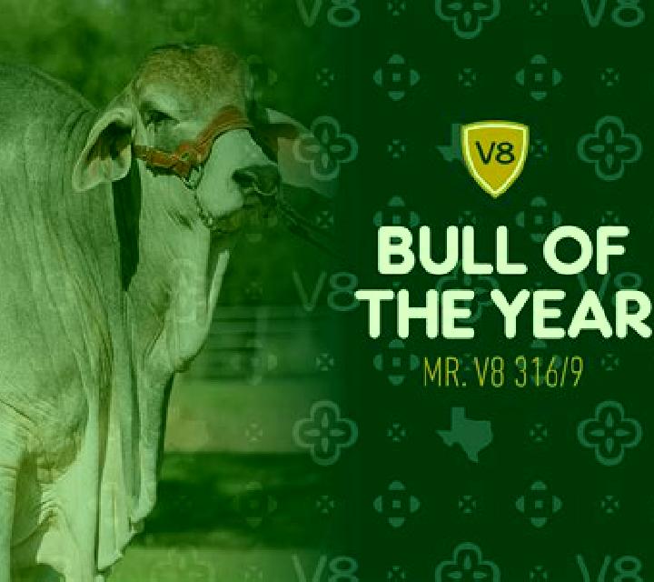 Hundreds person of Bull V8 slot game