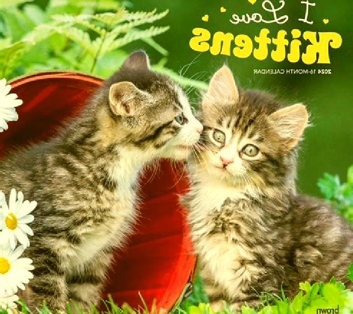 I Love Kittens online slot