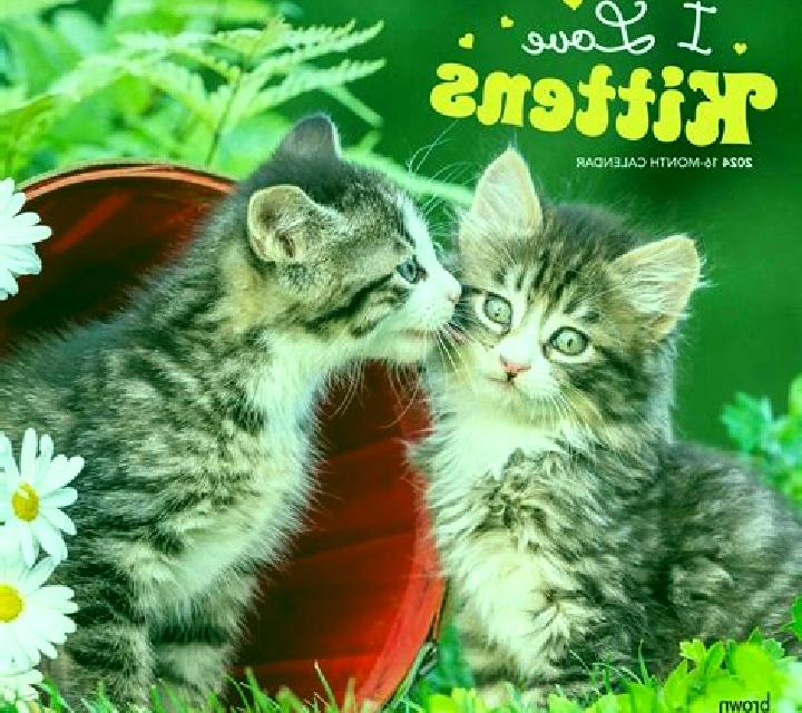 I Love Kittens slot game