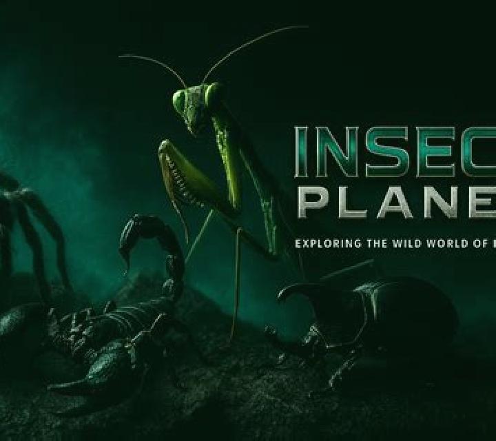 Insect World HD online slot