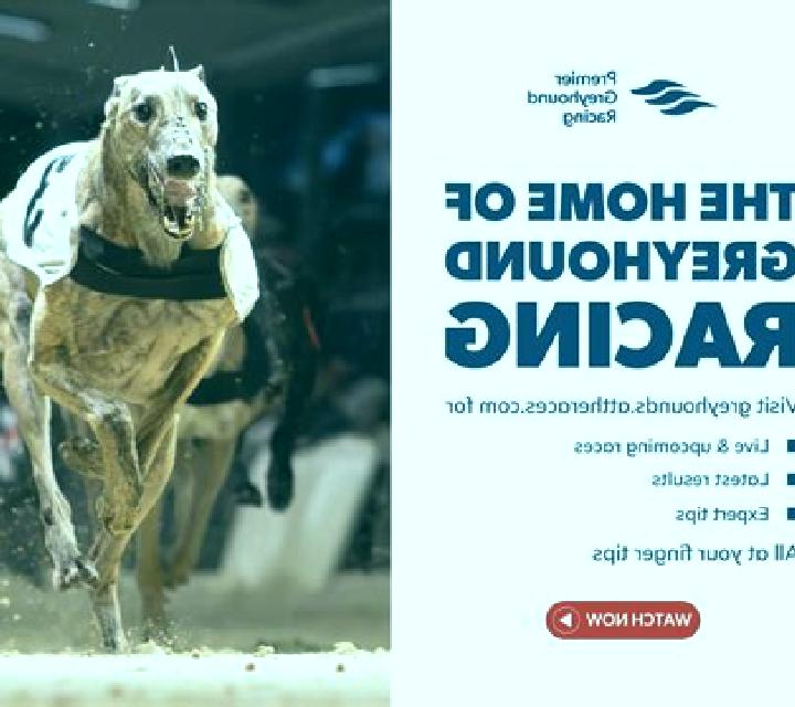 KM Virtual Greyhound Racing slot game