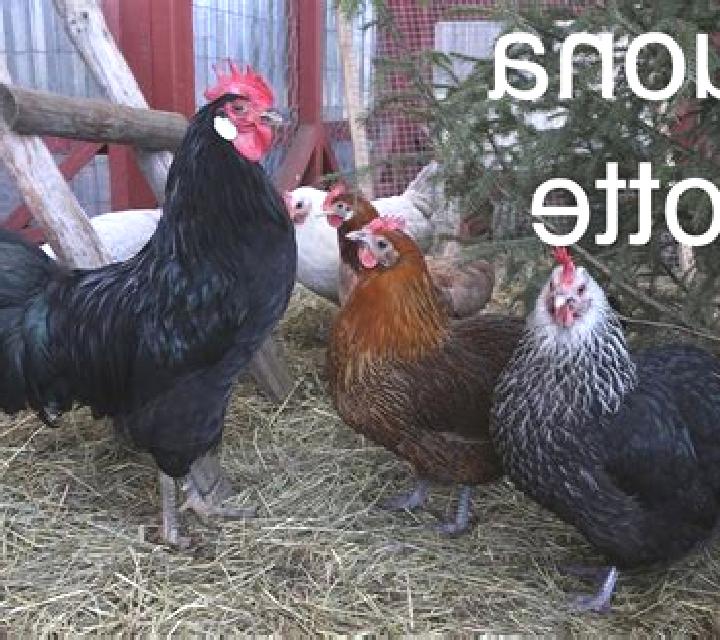 Le Galline della Notte online slot
