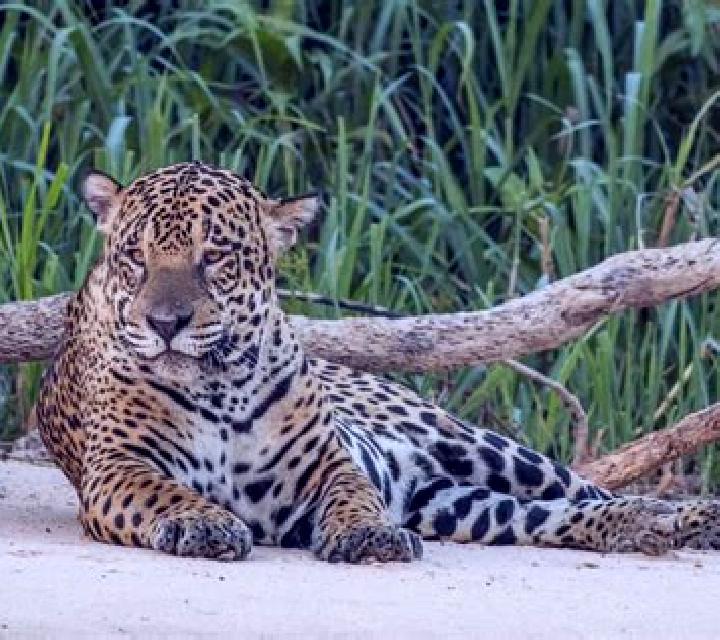 Legend of the Jaguar online slot