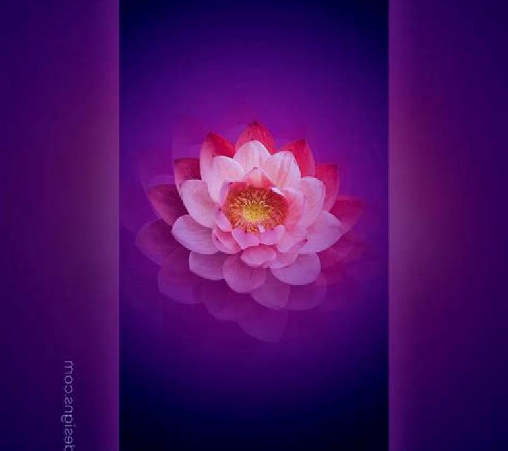 Lotus Beauty online slot