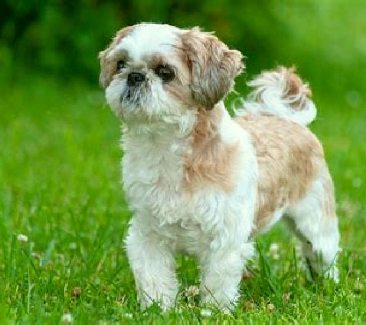 Lucky Shih Tzu slot machine