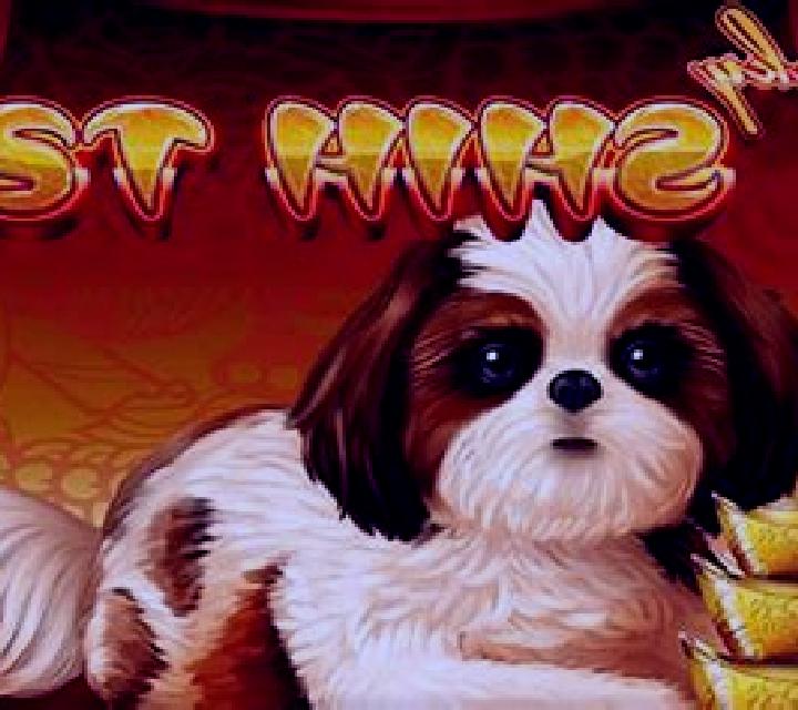 Lucky Shih Tzu slot