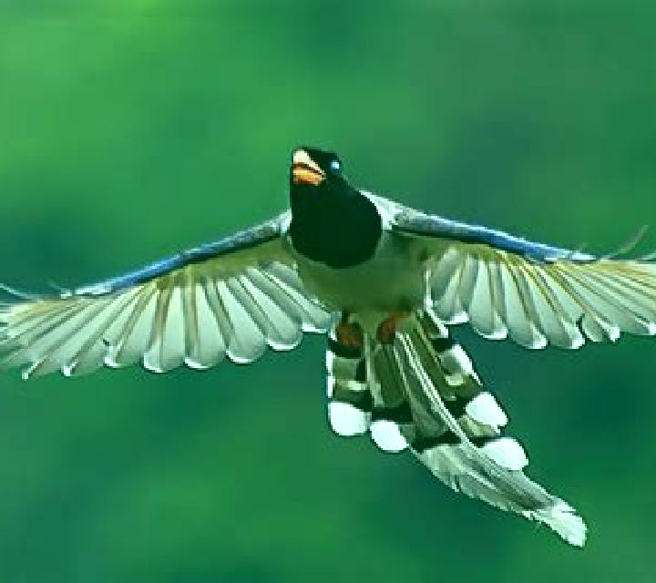 Magpie Bridge (Aspect Gaming) online slot