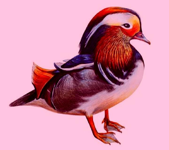 Mandarin Duck slot