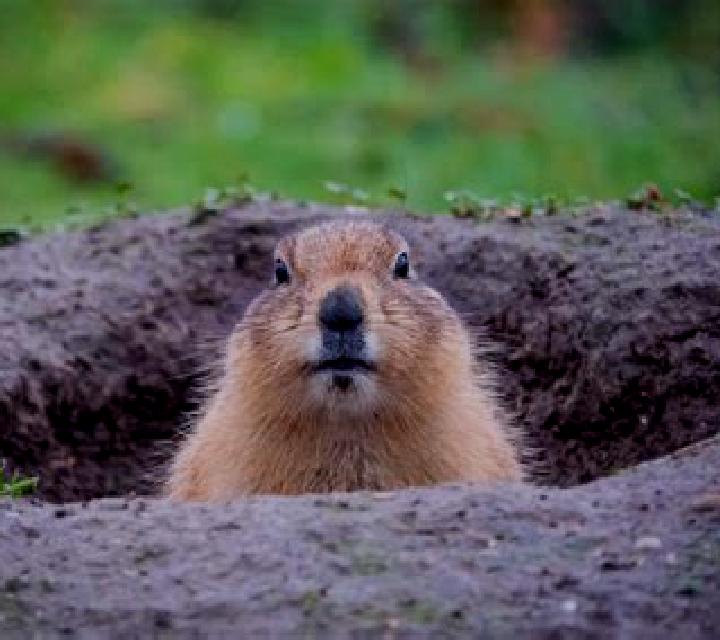 Marmot Digging slot