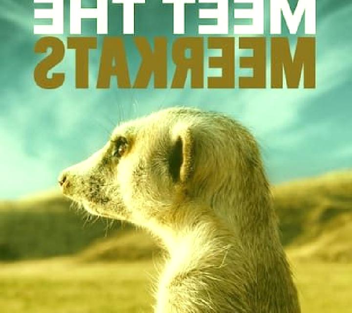 Meet the Meerkats slot game
