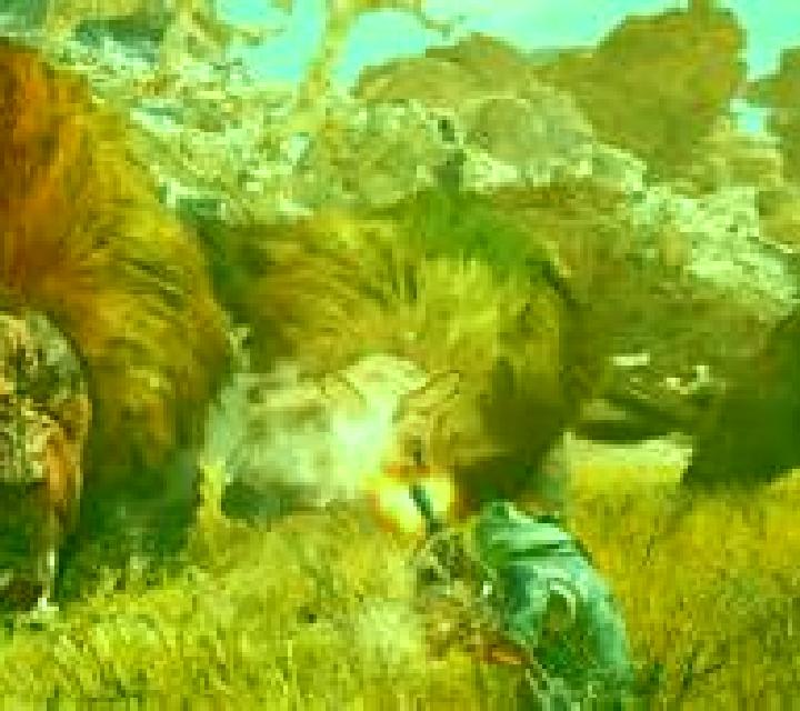 Midnight Wilds slot game