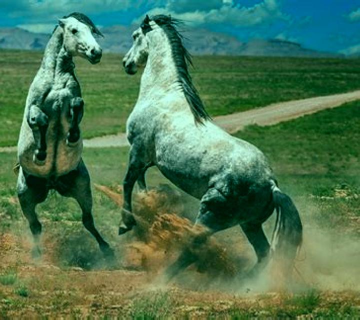 Mustang and Stallions online slot