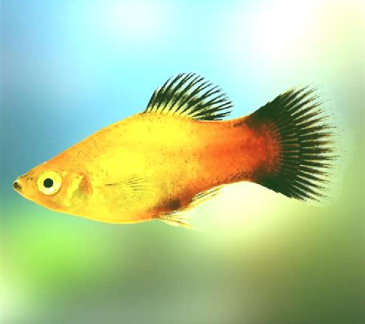 Mystic Platy online slot