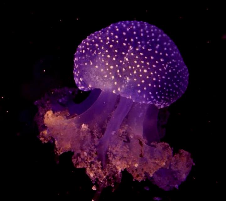 Neon Jellyfish 27 slot