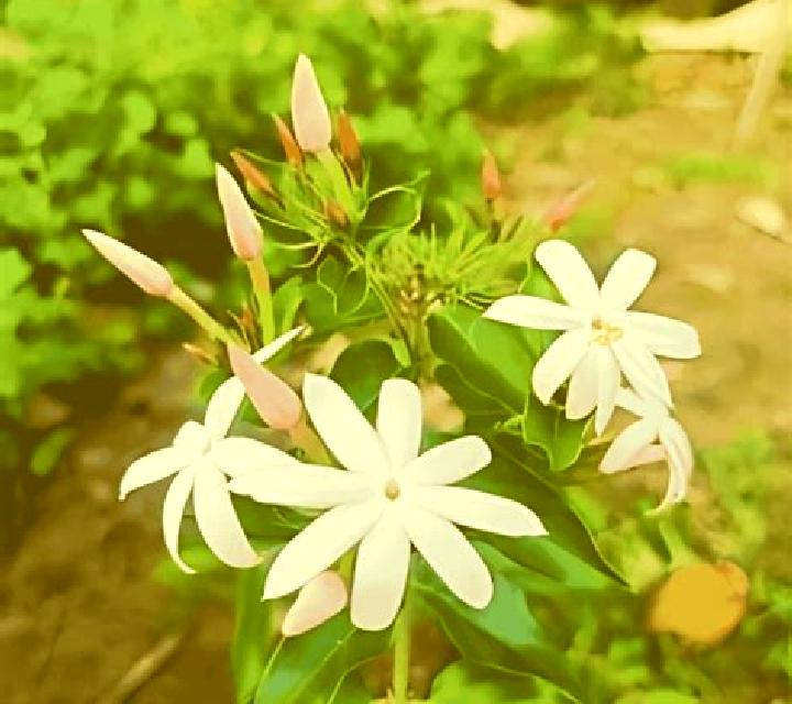 Night Jasmine online slot