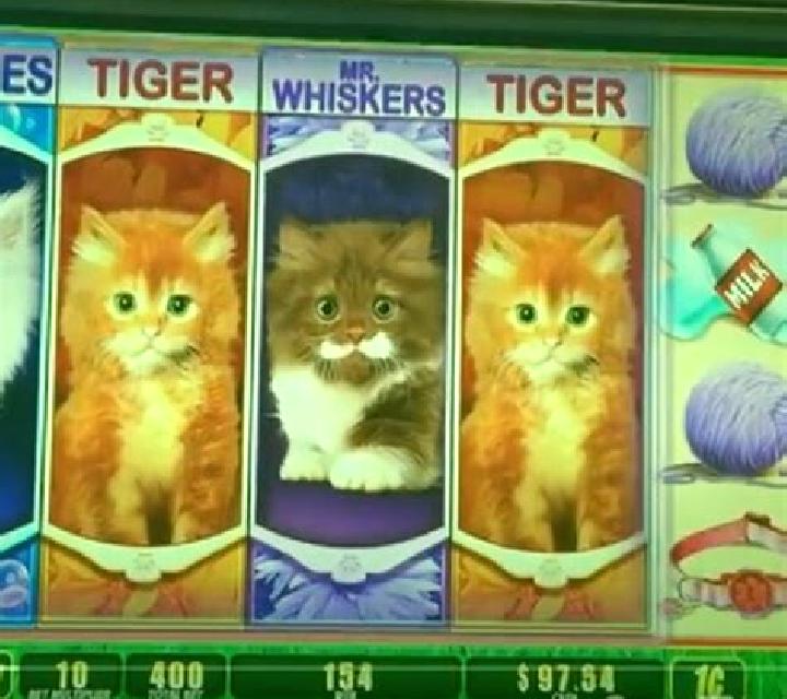 Not Enough Kittens online slot