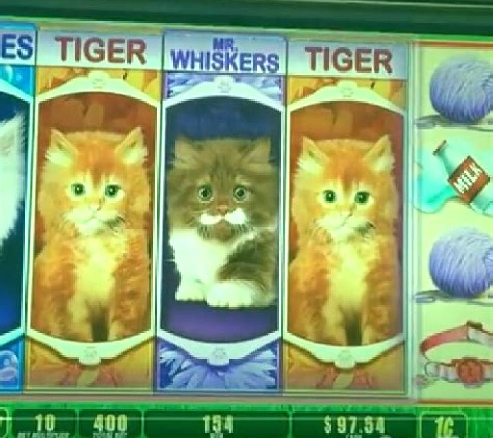 Not Enough Kittens slot game