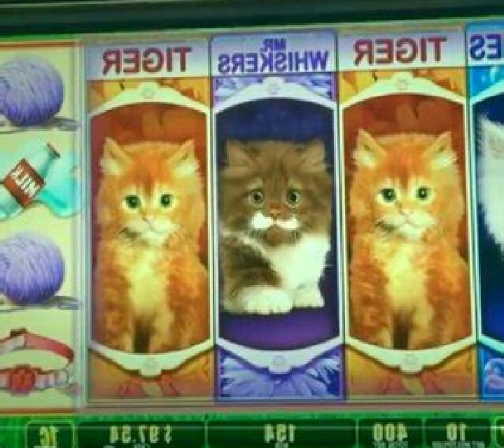 OMG! Kittens slot machine