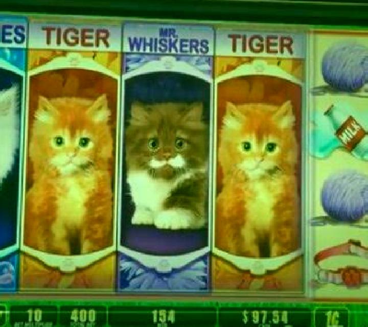 OMG! Kittens slot