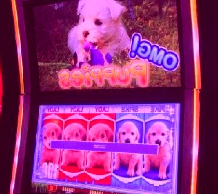 OMG! Puppies slot game