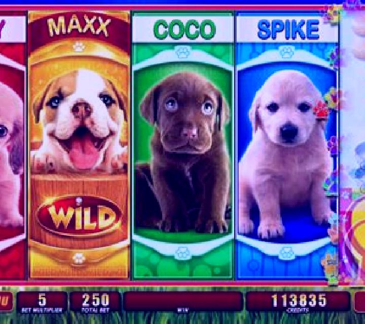 OMG! Puppies slot