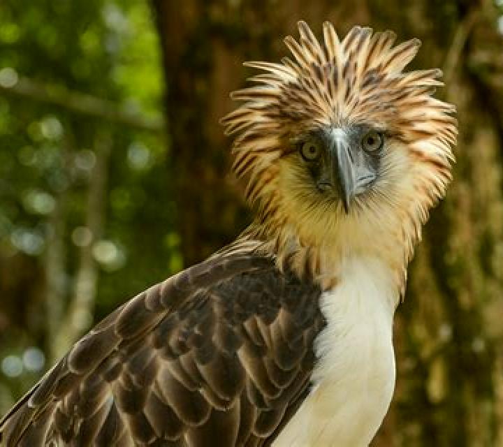 Philippine Eagle online slot