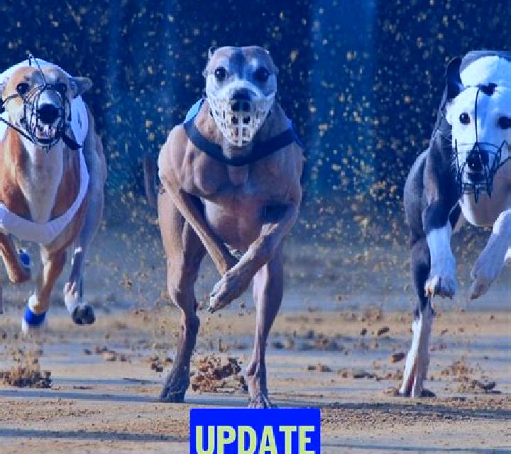 Pre-recorded Dog Racing online slot