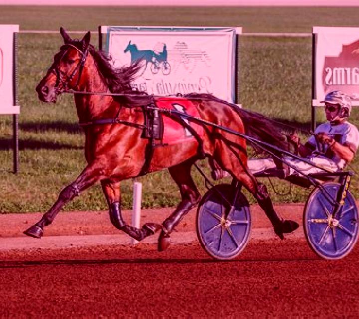 Premier Trotting slot machine