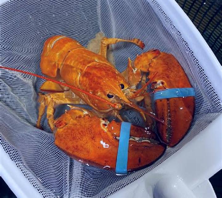 Rainbow Lobster Pots 2 slot