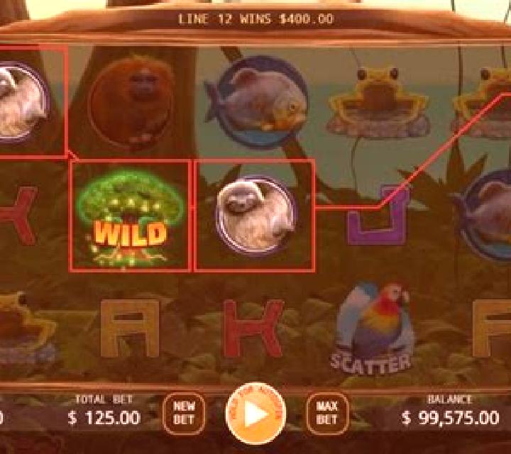 Rainforest slot