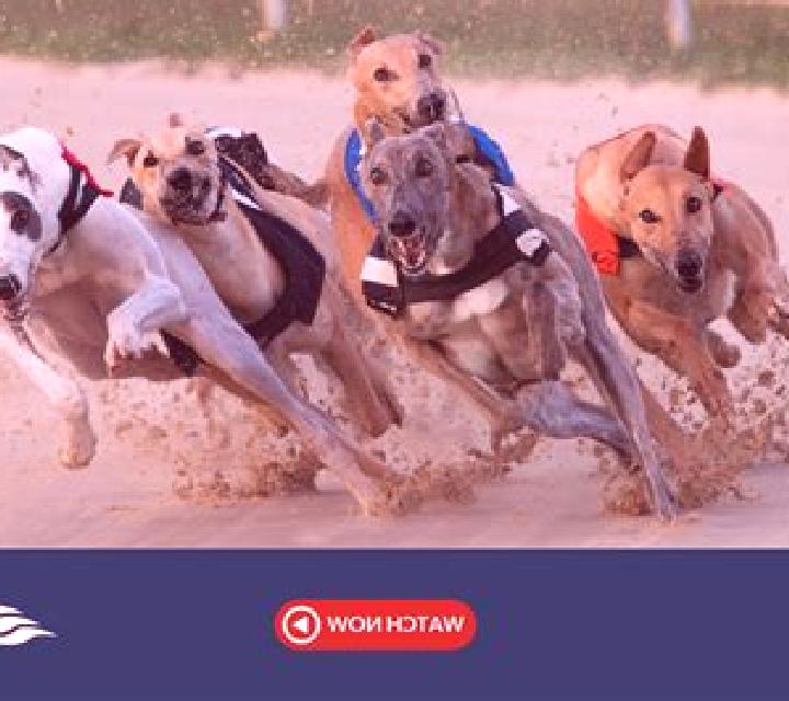 Rush Greyhounds Live online slot