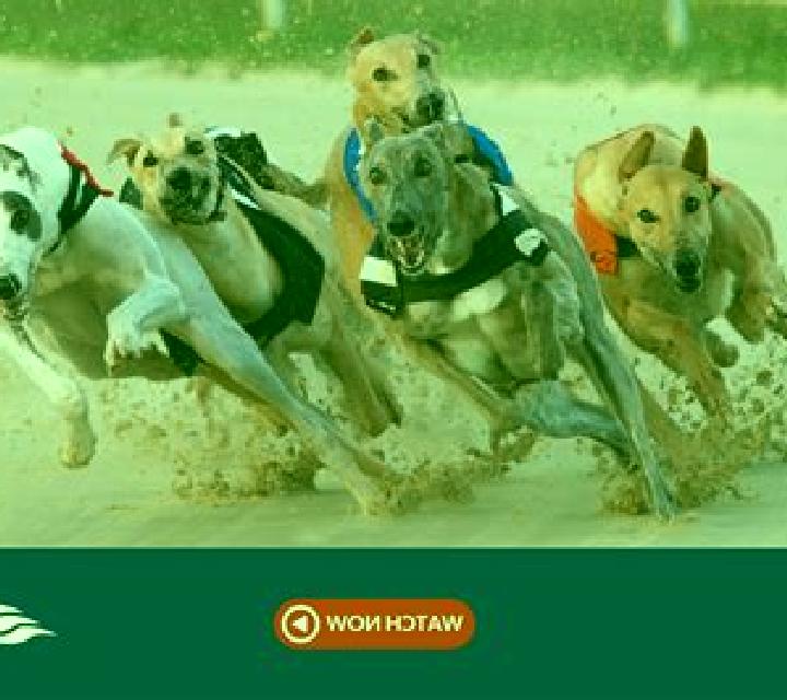 Rush Greyhounds Live slot game