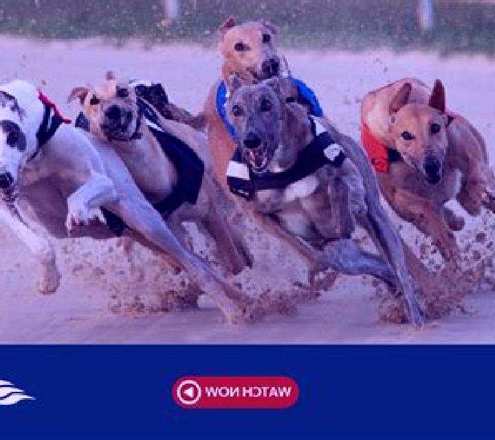 Rush Greyhounds Live slot machine