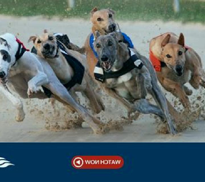 Rush Greyhounds Live slot