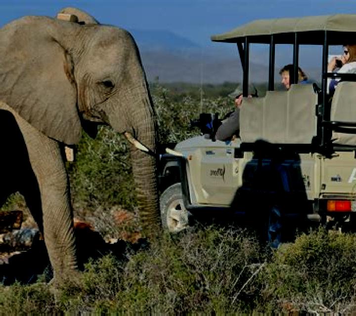 Safari Life 2 online slot