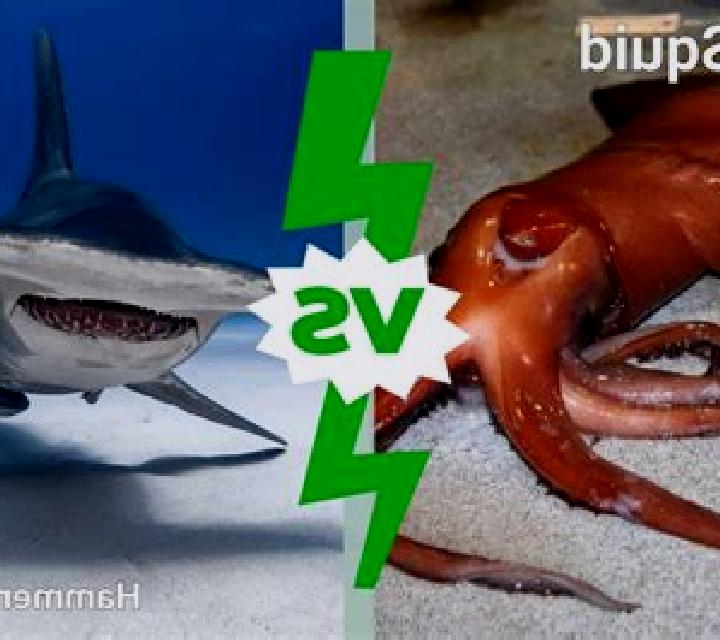 Shark Feast online slot