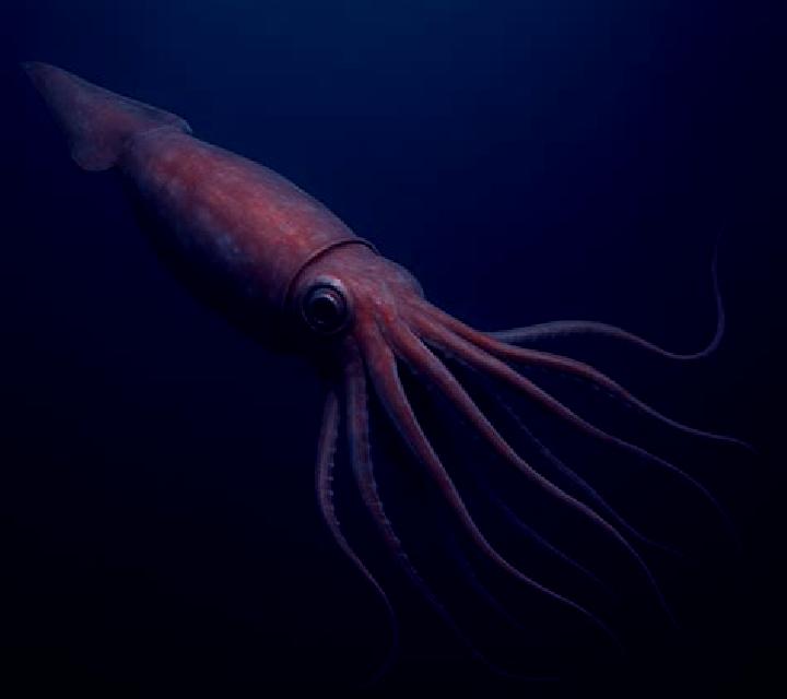 Squid From The Deep online slot