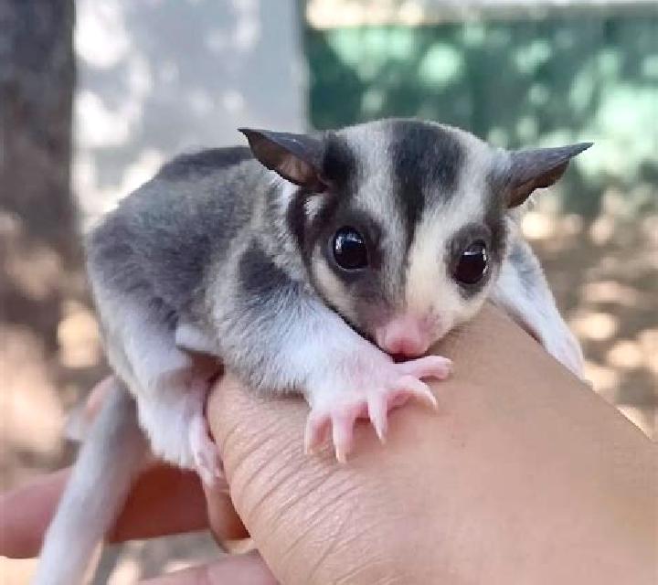 Sugar Glider online slot