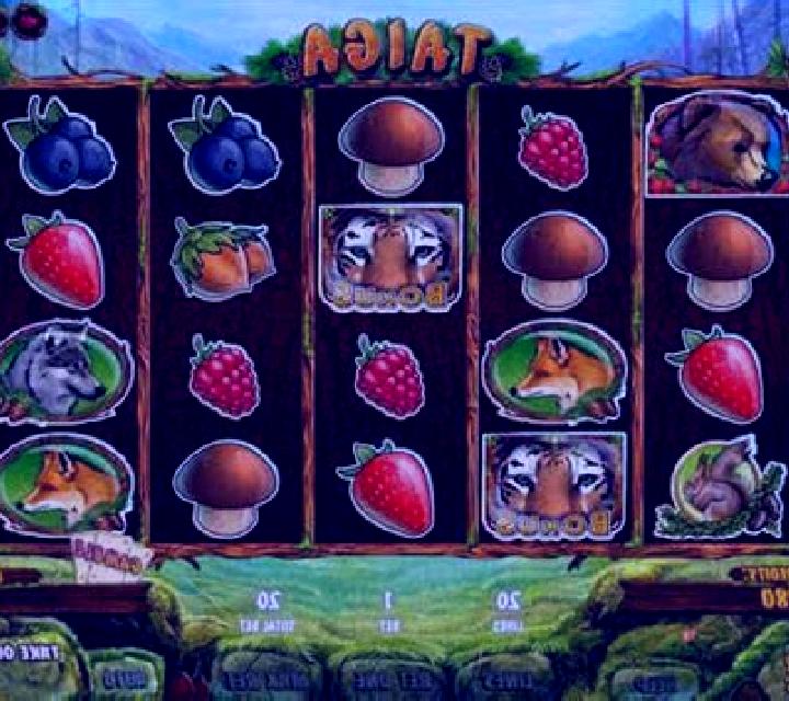 Taiga slot machine