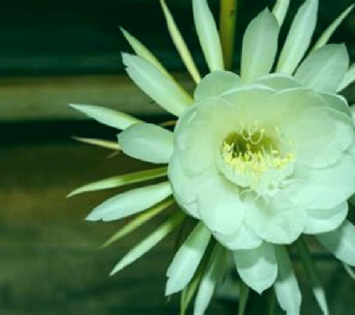 The Magic of Night Flower online slot