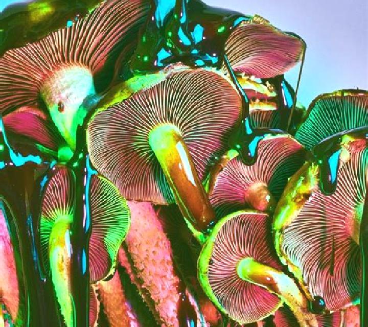 Trippy Mushrooms online slot