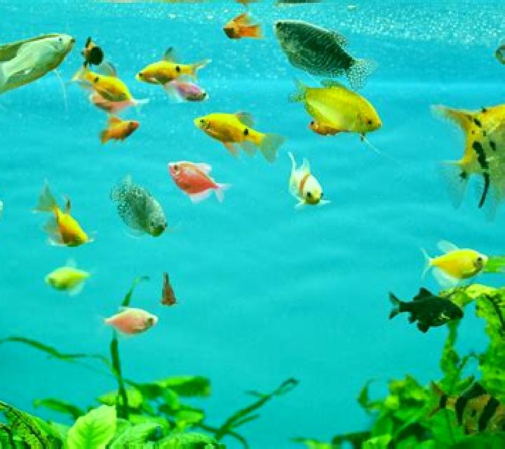 Tropical Aquarium online slot