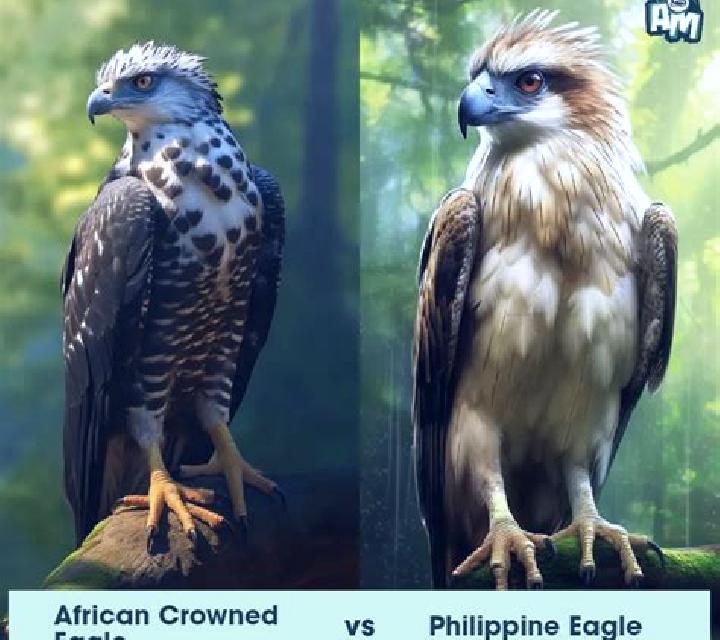 Untamed Crowned Eagle online slot