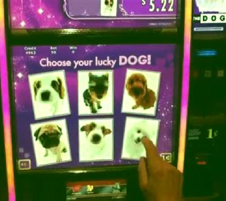 Urban Lady Doggie slot game