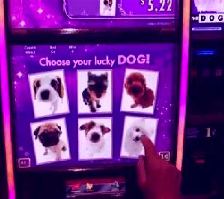 Urban Lady Doggie slot machine