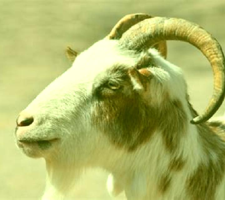Very Big Goats online slot