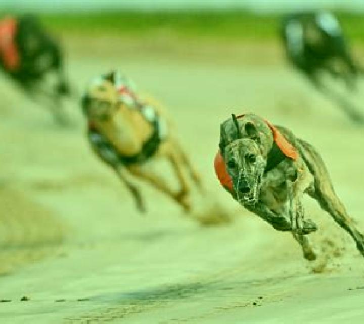 Virtual Greyhound Races online slot