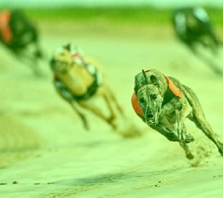 Virtual Greyhound Races slot